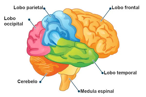 Parte do cérebro